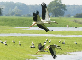 Wanzers St&ouml;rche in der Garbe auf Futterflug