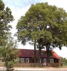 Dorfstrasse 14. Große alte Eichen finden sich in Wanzer nicht nur hier, auch am Ortseingang, auf dem Deich ...