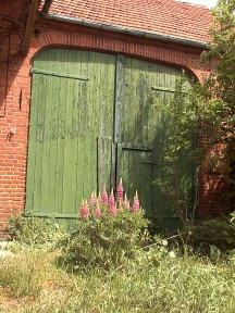 Dorfstrasse 52. Vor der Scheune blühen die Lupinen.